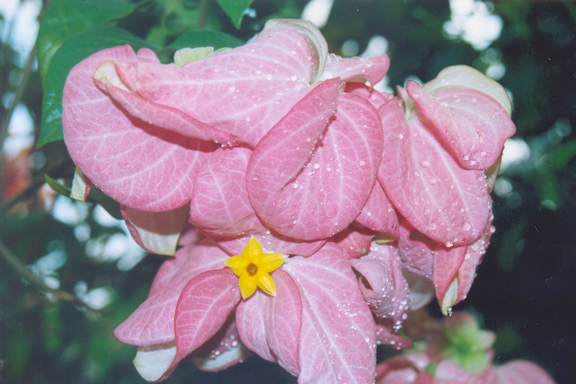 Sem título-6 cópia.jpg