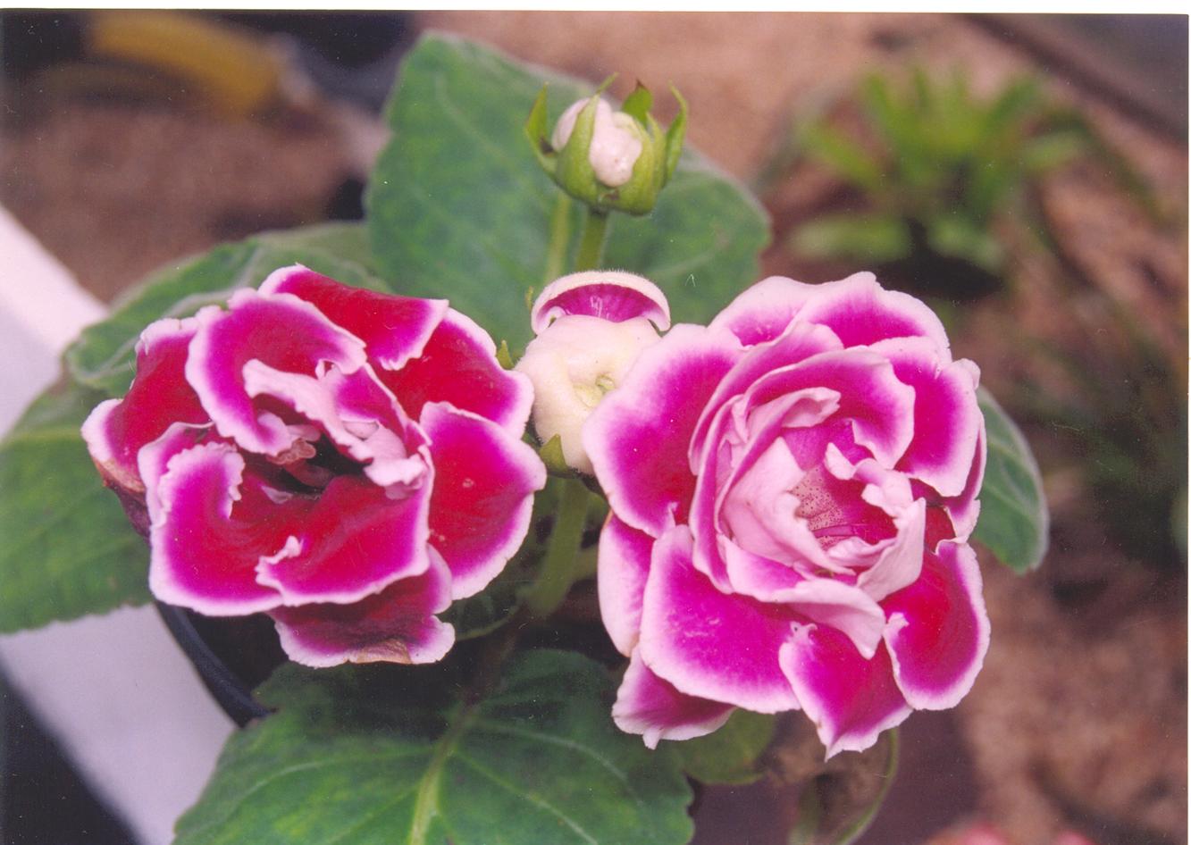 rosas g (Copy).jpg